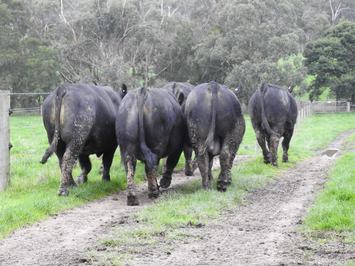 Moorunga Angus