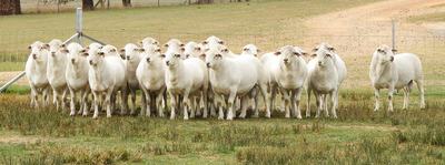 Baringa Sheep Studs