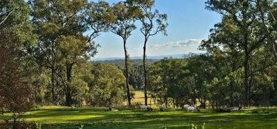 Sydney Boer Goats