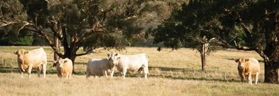 Rosedale Charolais