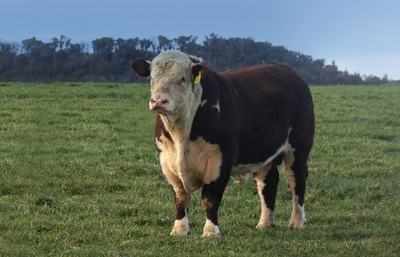 Yalgoo Poll Herefords