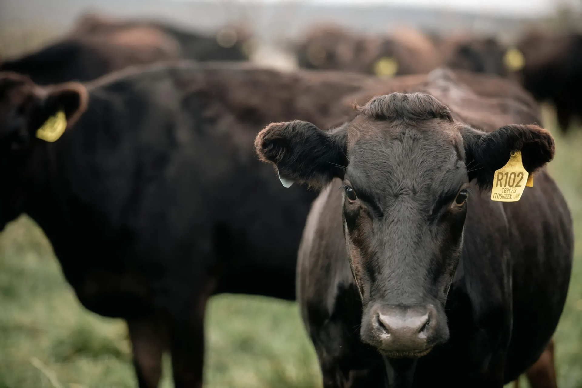 TRENT BRIDGE WAGYU