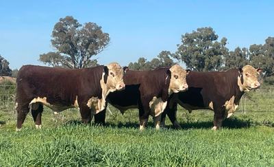 Kidman Poll Herefords