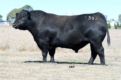Glendan Park Angus