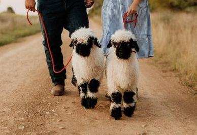Alora Prestige Valais Blacknose