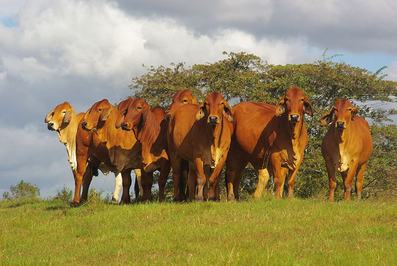 Jomanda Brahmans