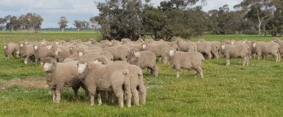 Moorundie Poll Merino