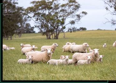 Woolumbool Poll Dorsets