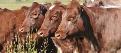 Outback Shorthorns