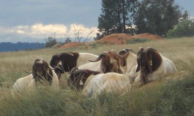 Pacifica Boer Goat Stud