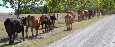 Maryvale Limousin