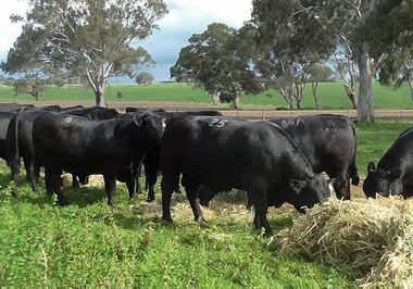 Stoney Point Performance Angus