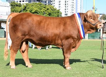 Weetalabah Cattle Services Herefords