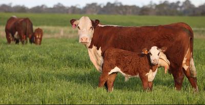 Mawarra Genetics