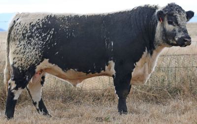 Oakey Creek Speckle Park