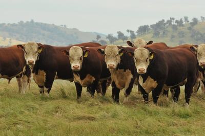 Yavenvale Herefords