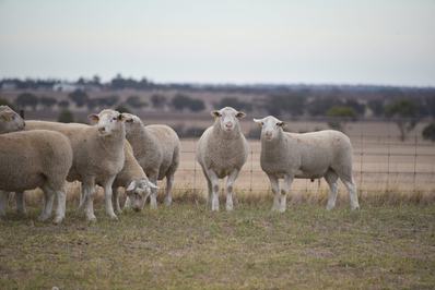 Detpa Grove White Suffolk