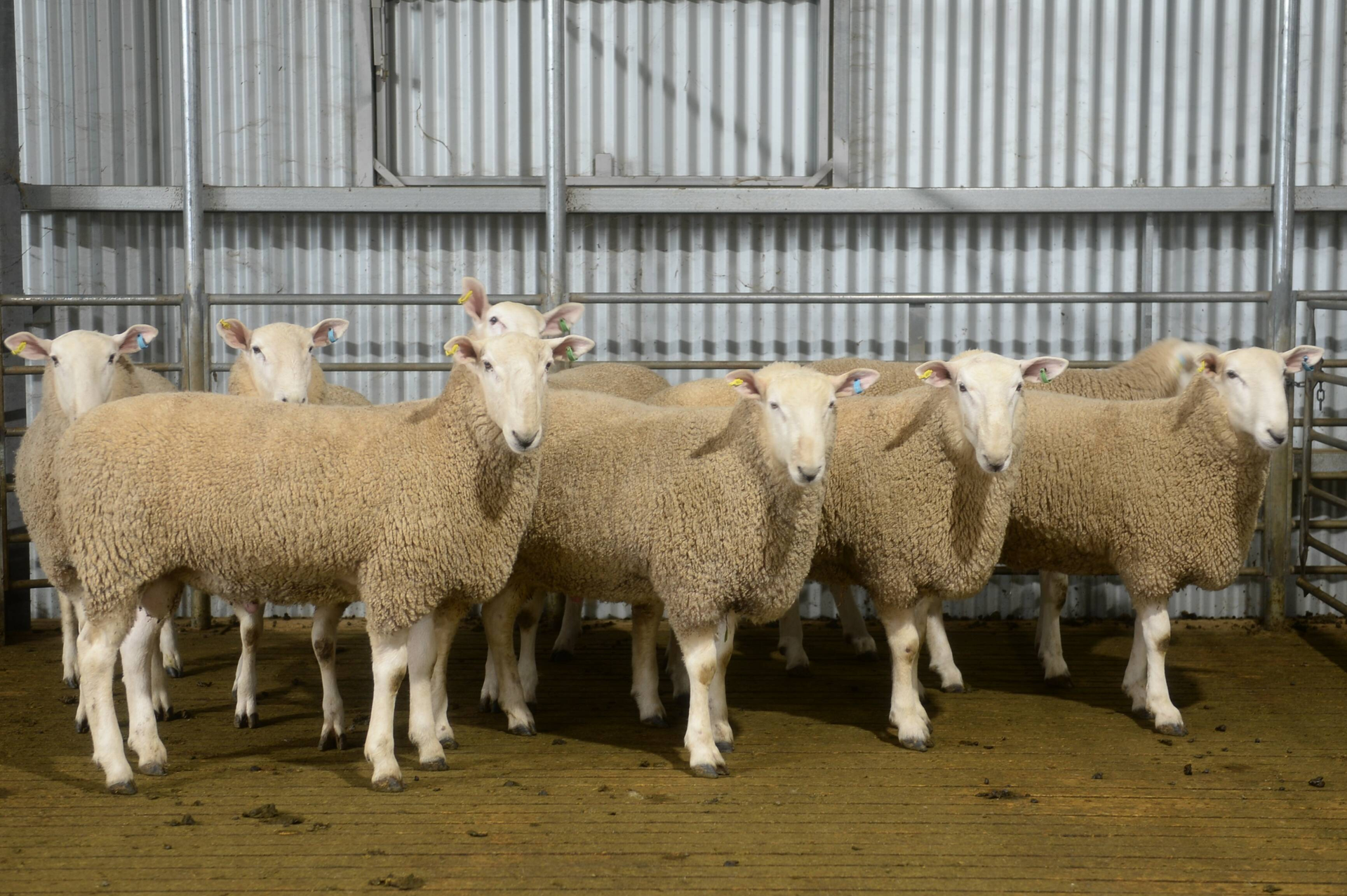 Bindaree Border Leicesters Stud