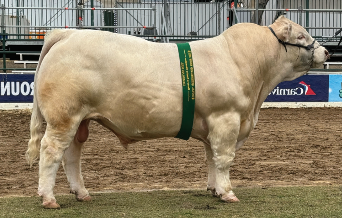 Moongool Charolais