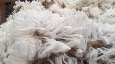 Glen Holme Poll Merino Stud