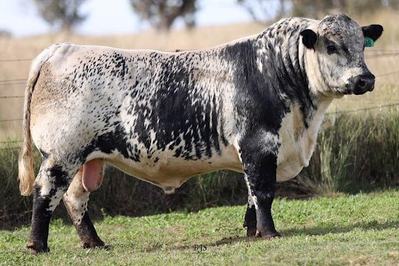 Oakey Creek Speckle Park