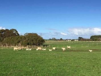 Allaye Australian Whites