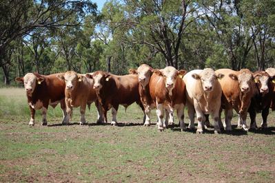 Meldon Park Simmentals