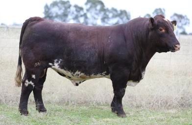 Polldale Shorthorns