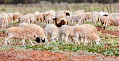 Saltbush Livestock Stud