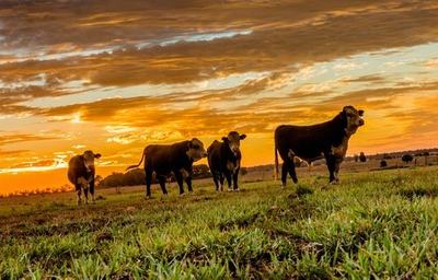 Devon Court Herefords