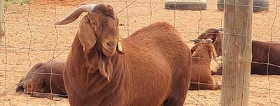 Pindari Park Kalahari Red Goats