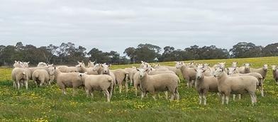Castle Camps Border Leicester