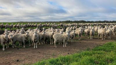 Avenel Merino Stud