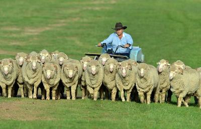 Yalgoo Poll Merinos