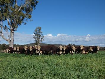 Remolea Poll Herefords