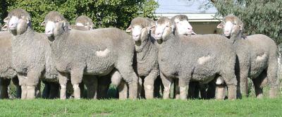 Ridgway Advance Poll Merino