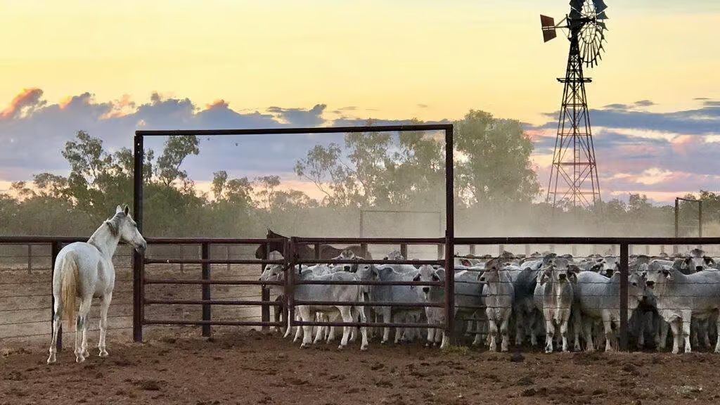 Gipsy Plains Brahmans