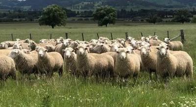 Yasloc Poll Dorset and White Suffolk