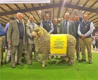 Nerstane Merino Stud