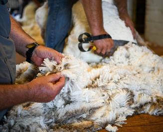 Charinga Merinos