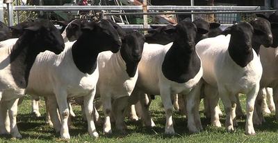 Amarula Dorper Stud