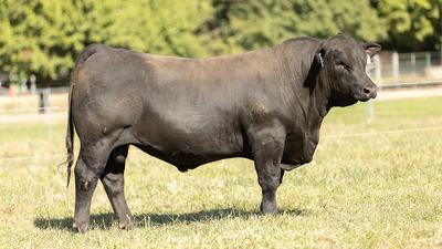 Hicks Beef Composites