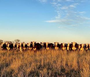 Devon Court Brahmans