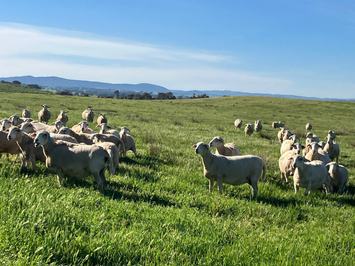 The Cliffs Australian Whites