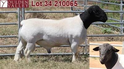 Youlden Valley Dorpers