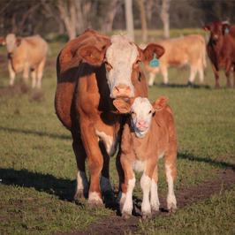 Meldon Park Simmentals
