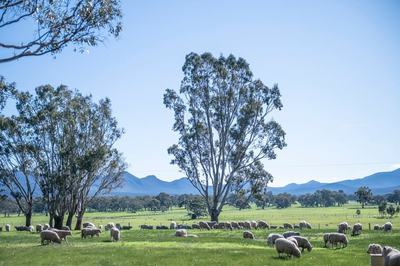 Yarram Park Herefords