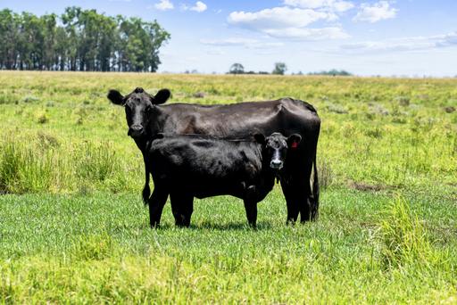 2001 Millmerran Cecil Plains Road, Millmerran QLD 4357