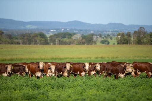 4145 Bruxner Highway, Casino NSW 2470