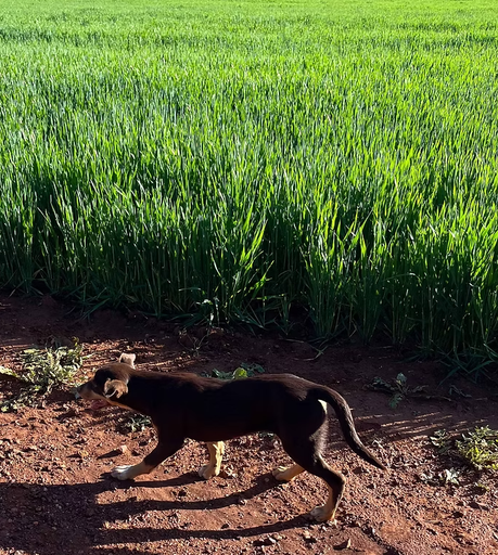 Coloma, Dubbo NSW 2830